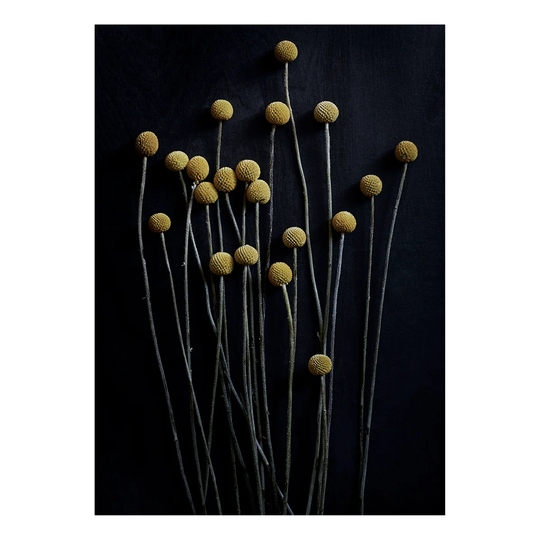 Paper Collective Still Life 01 Yellow Drumsticks juliste 30x40 cm