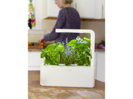 Click and Grow yrttipuutarha, 3 kasvia